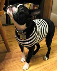 Boston Terrier-Sized Sweater