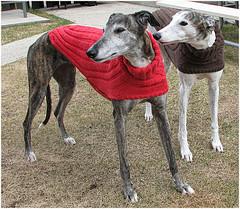 Side Button Greyhound Sweater